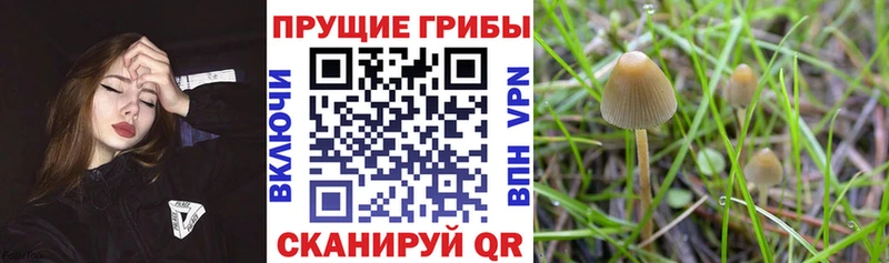 купить  сайты  Хилок  Псилоцибиновые грибы прущие грибы 